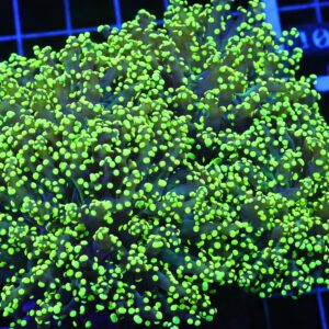 D96 - INDO FROGSPAWN BRANCH GAMMA RAY 4 HEAD