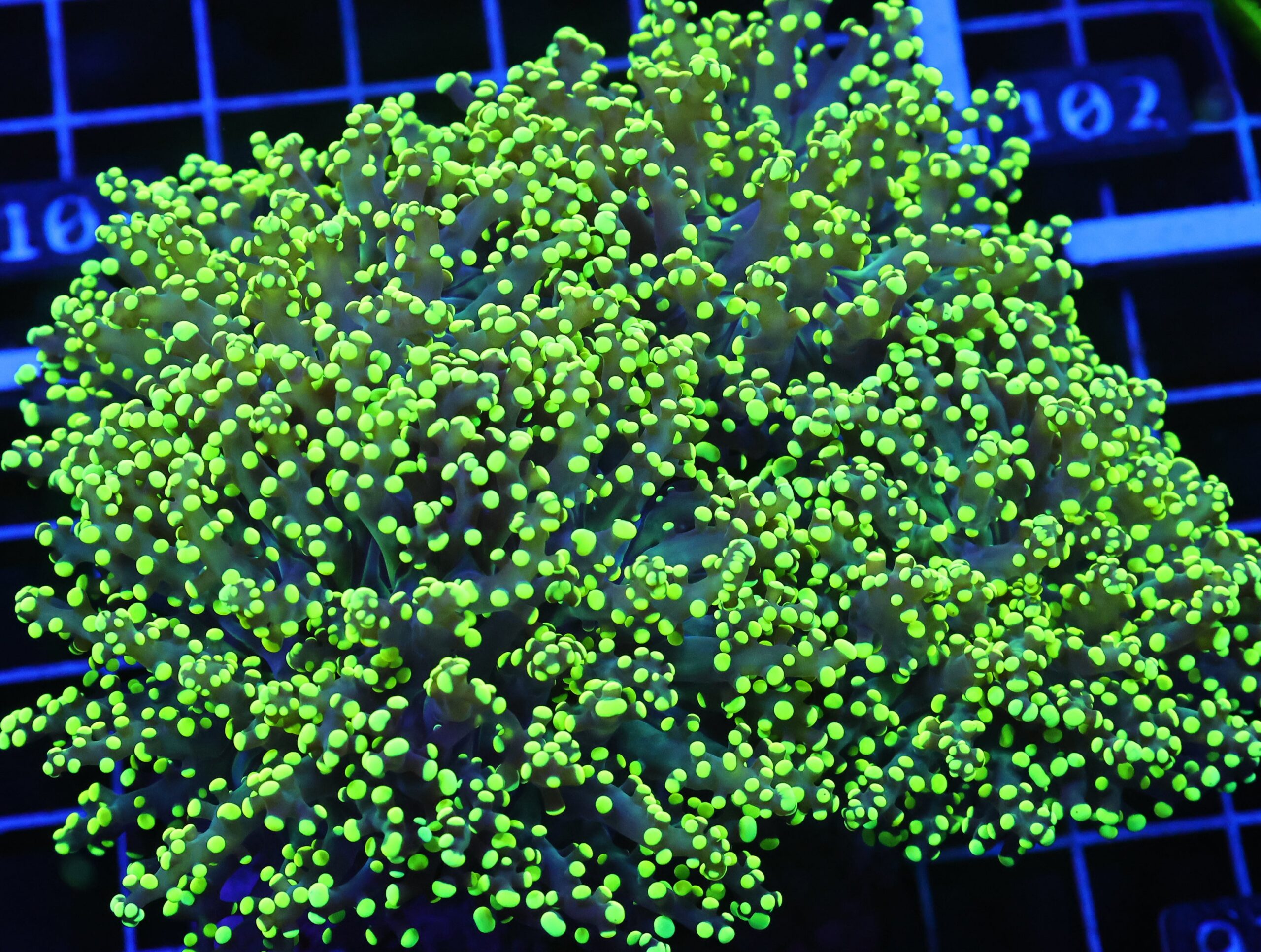 D96 - INDO FROGSPAWN BRANCH GAMMA RAY 4 HEAD
