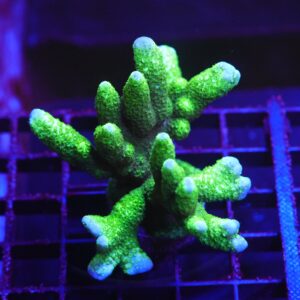 E100 - SDC BLACK FOREST MONTIPORA DIGI COLONY