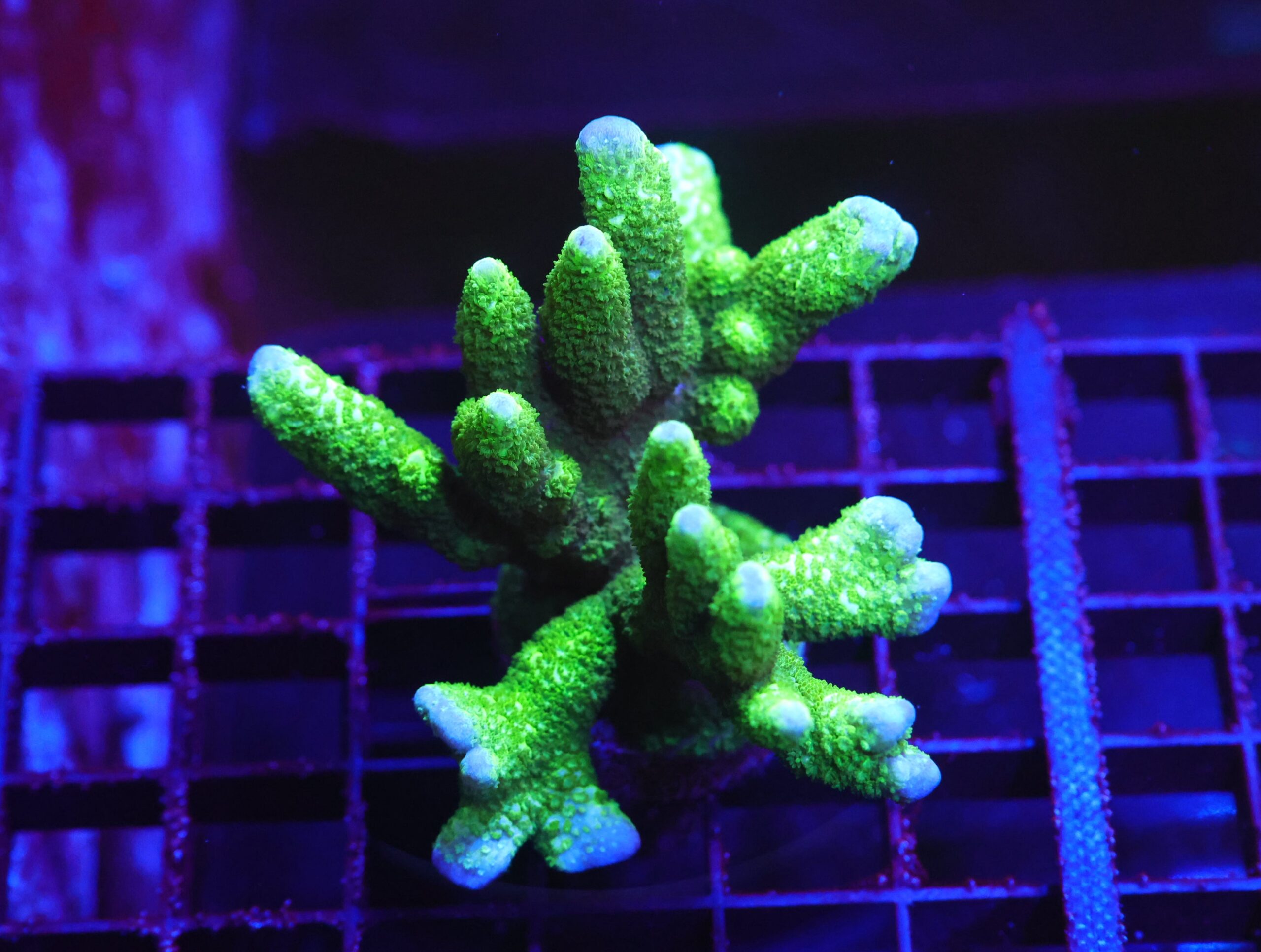 E100 - SDC BLACK FOREST MONTIPORA DIGI COLONY