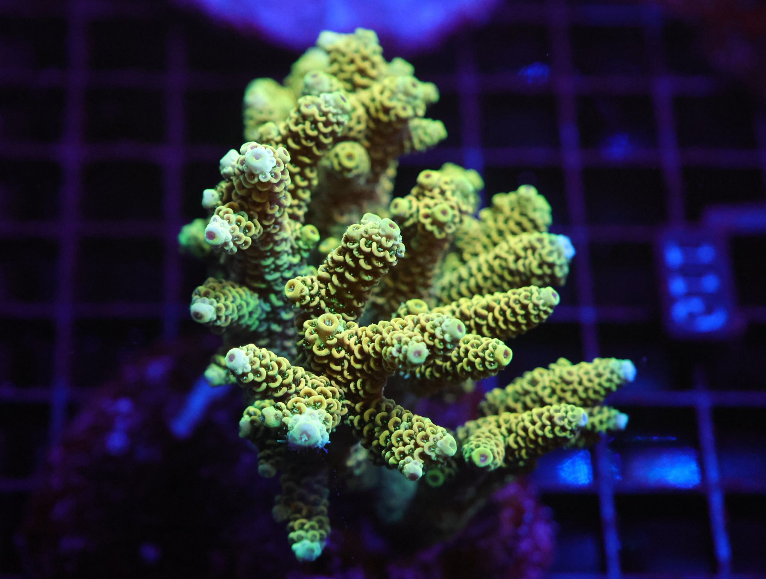 E105 - INDO ACRO SUNRISE MILLE CULTURED LG