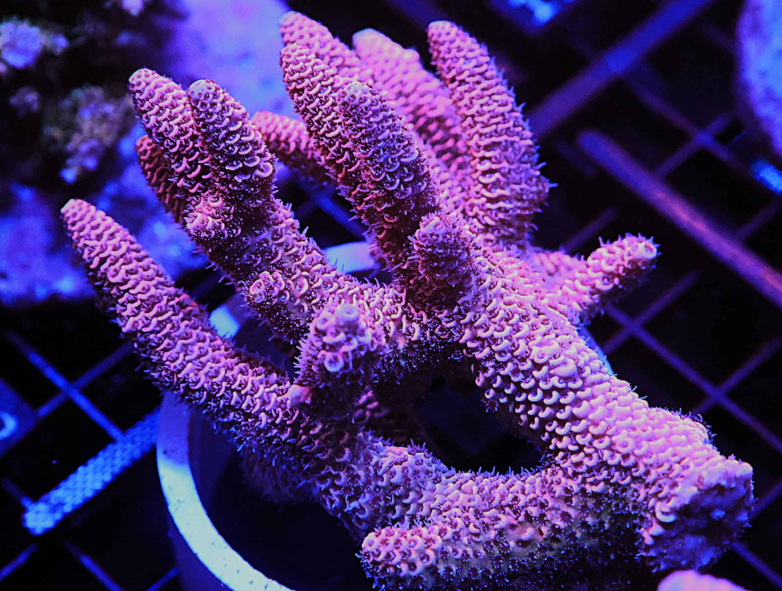 E11 - AUSSIE ACRO HOT PINK MILLE