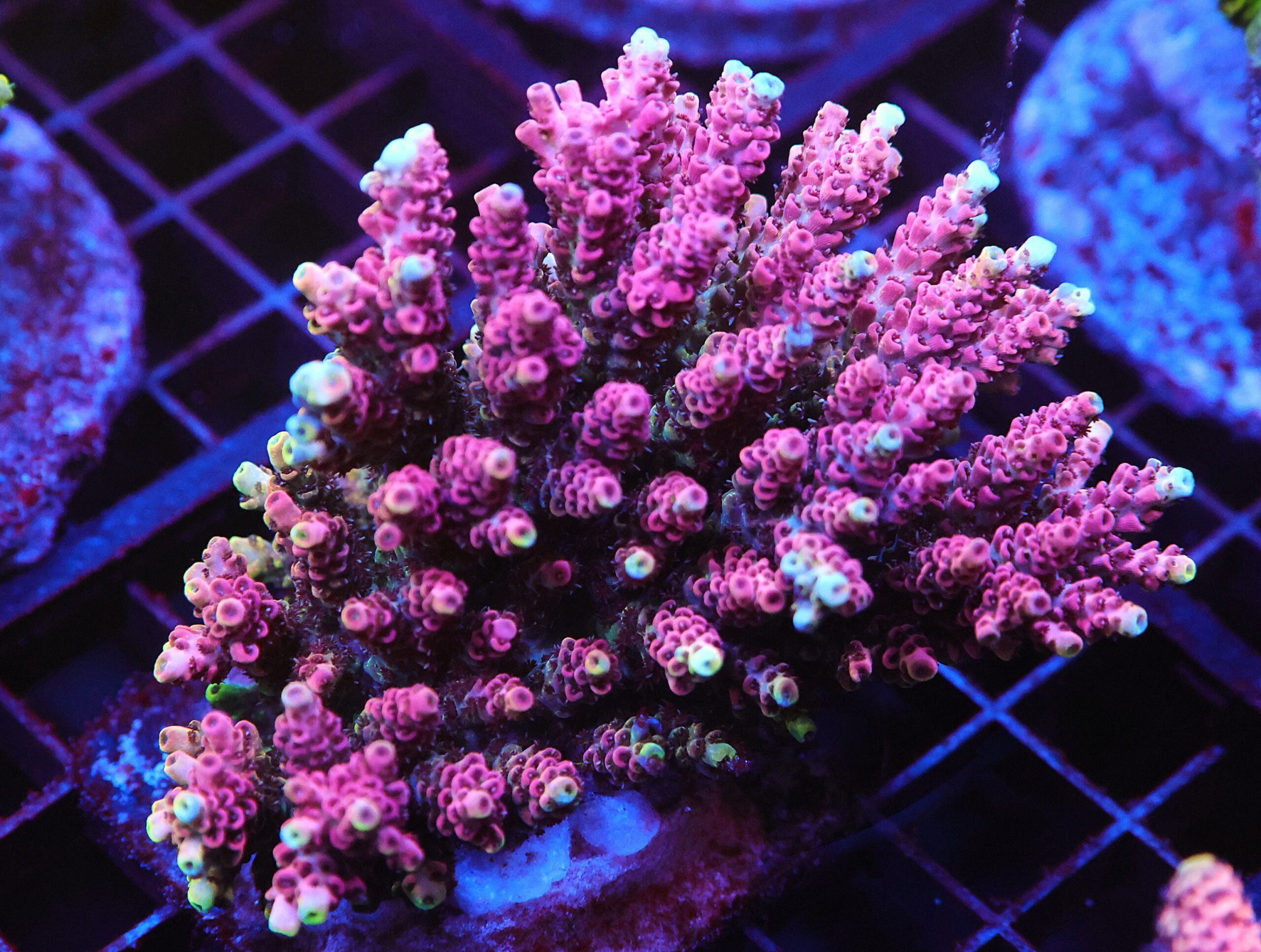 E40 - INDO ACRO CHERRY BLOSSOM TABLELTURED XL