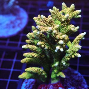 E42 - INDO ACRO SUNRISE MILLE CULTURED XL