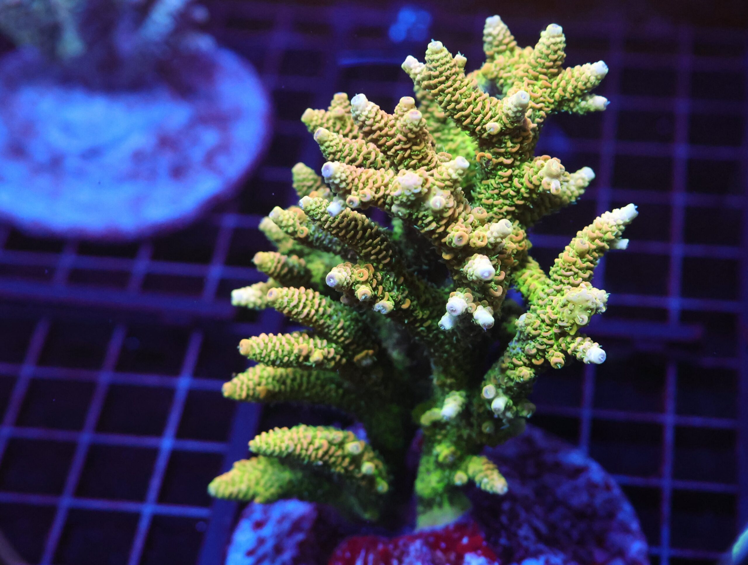 E42 - INDO ACRO SUNRISE MILLE CULTURED XL