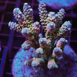 E48 - INDO ACRO RAINBOW TENUIS CULTURED ML