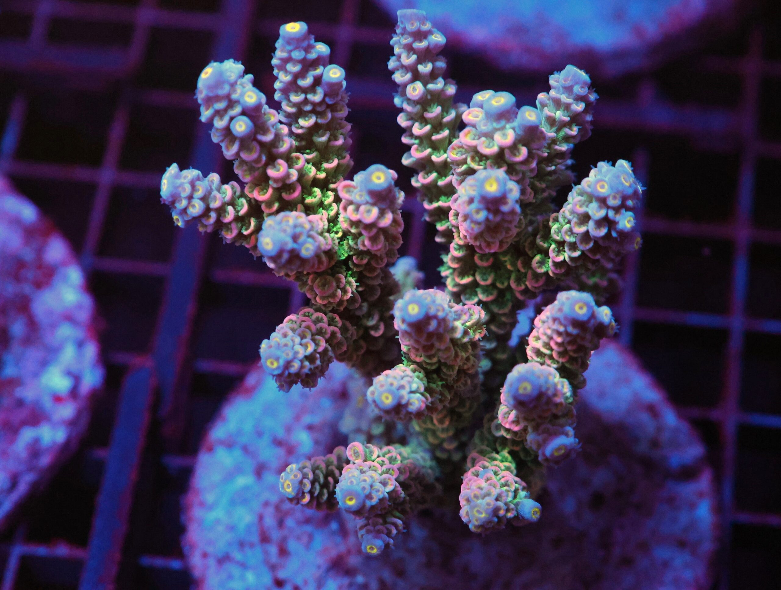 E48 - INDO ACRO RAINBOW TENUIS CULTURED ML