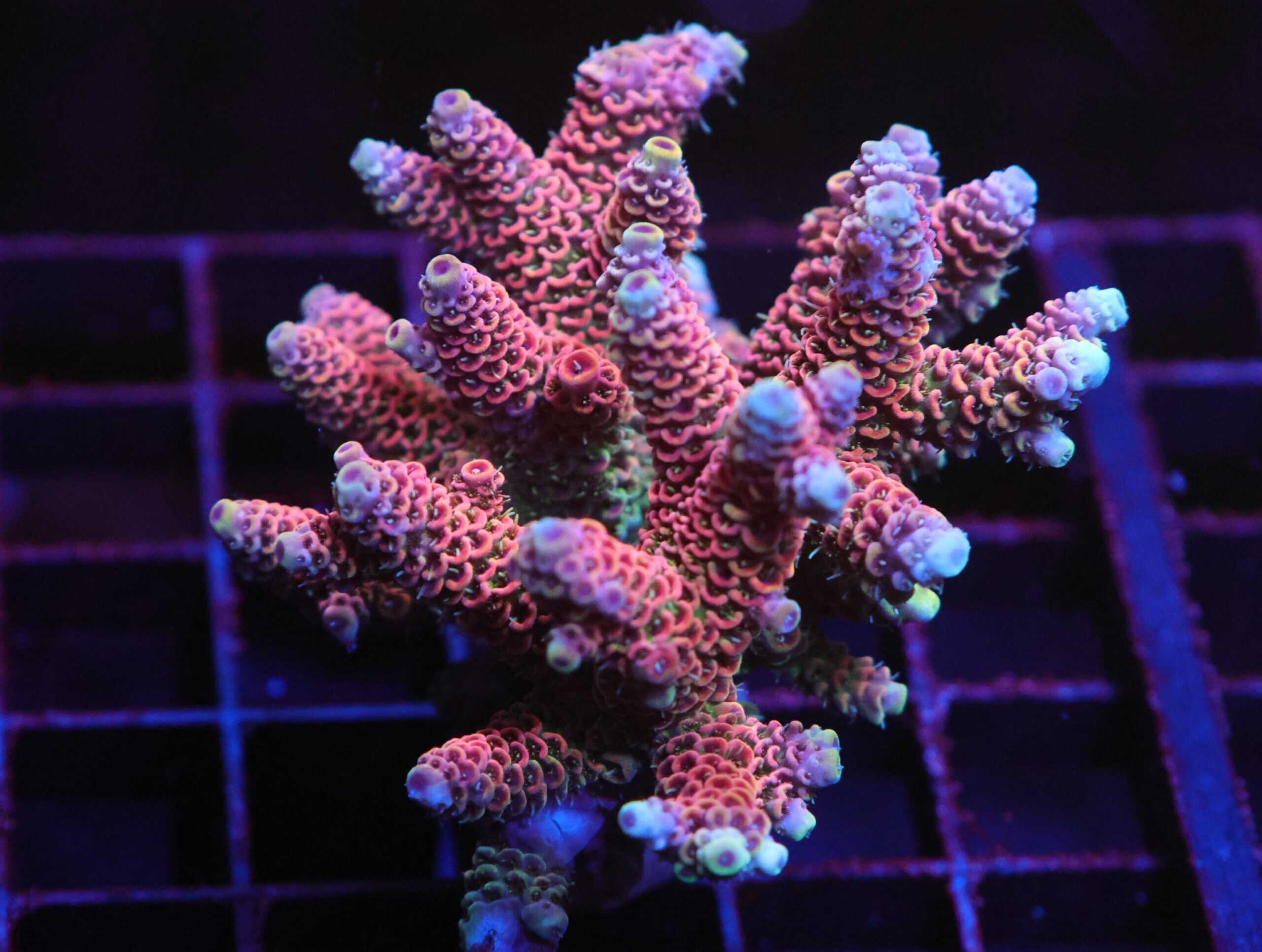 E50 - INDO ACRO RAINBOW MILLE CULTURED LG