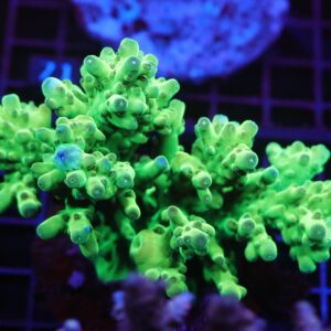 E66 - INDO ACRO PREMIUM SMOOTHIE CULTURED LG