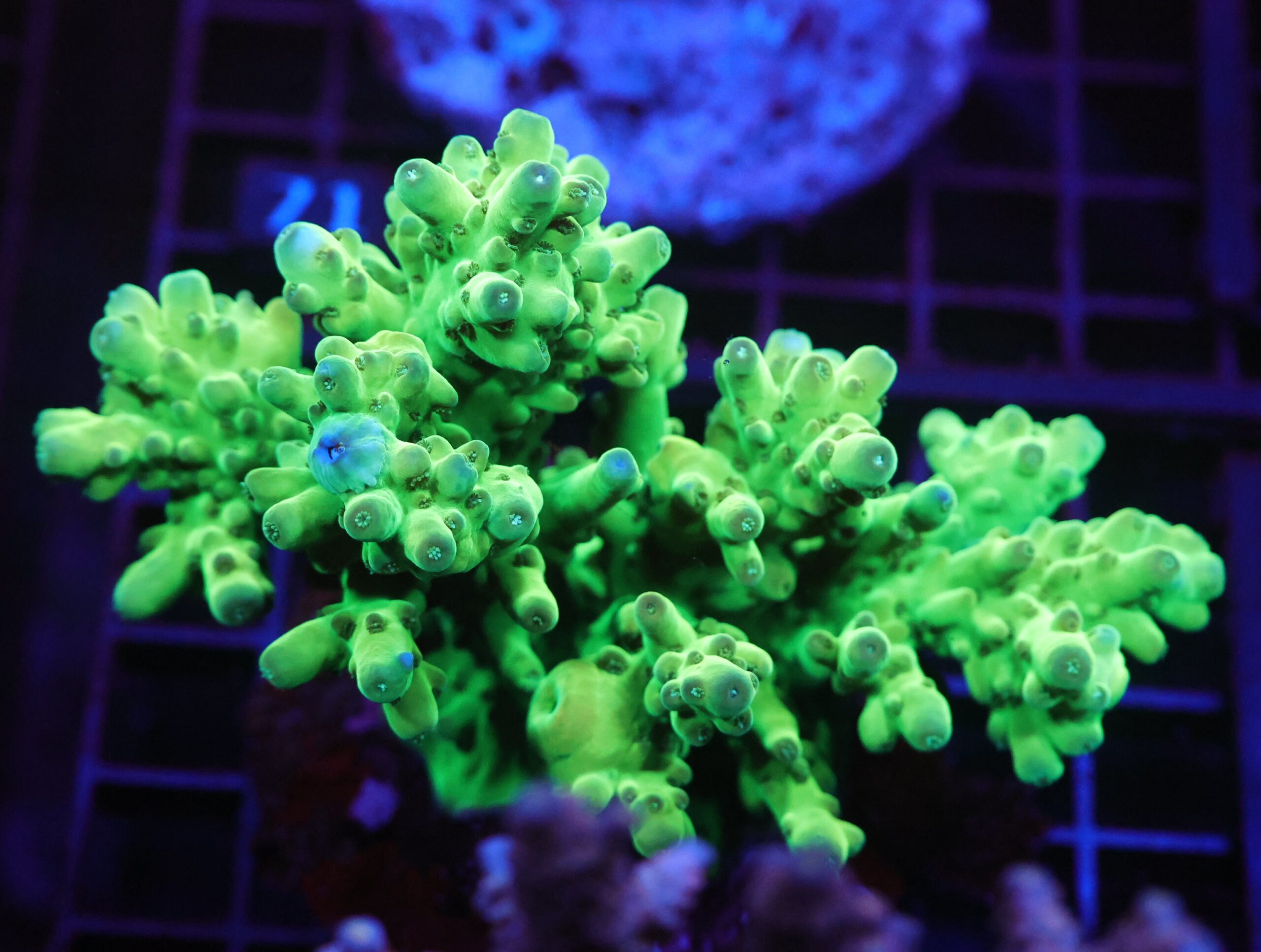 E66 - INDO ACRO PREMIUM SMOOTHIE CULTURED LG