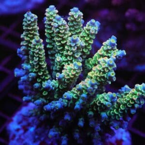 E67 - INDO ACRO RAINBOW TENUIS CULTURED XL