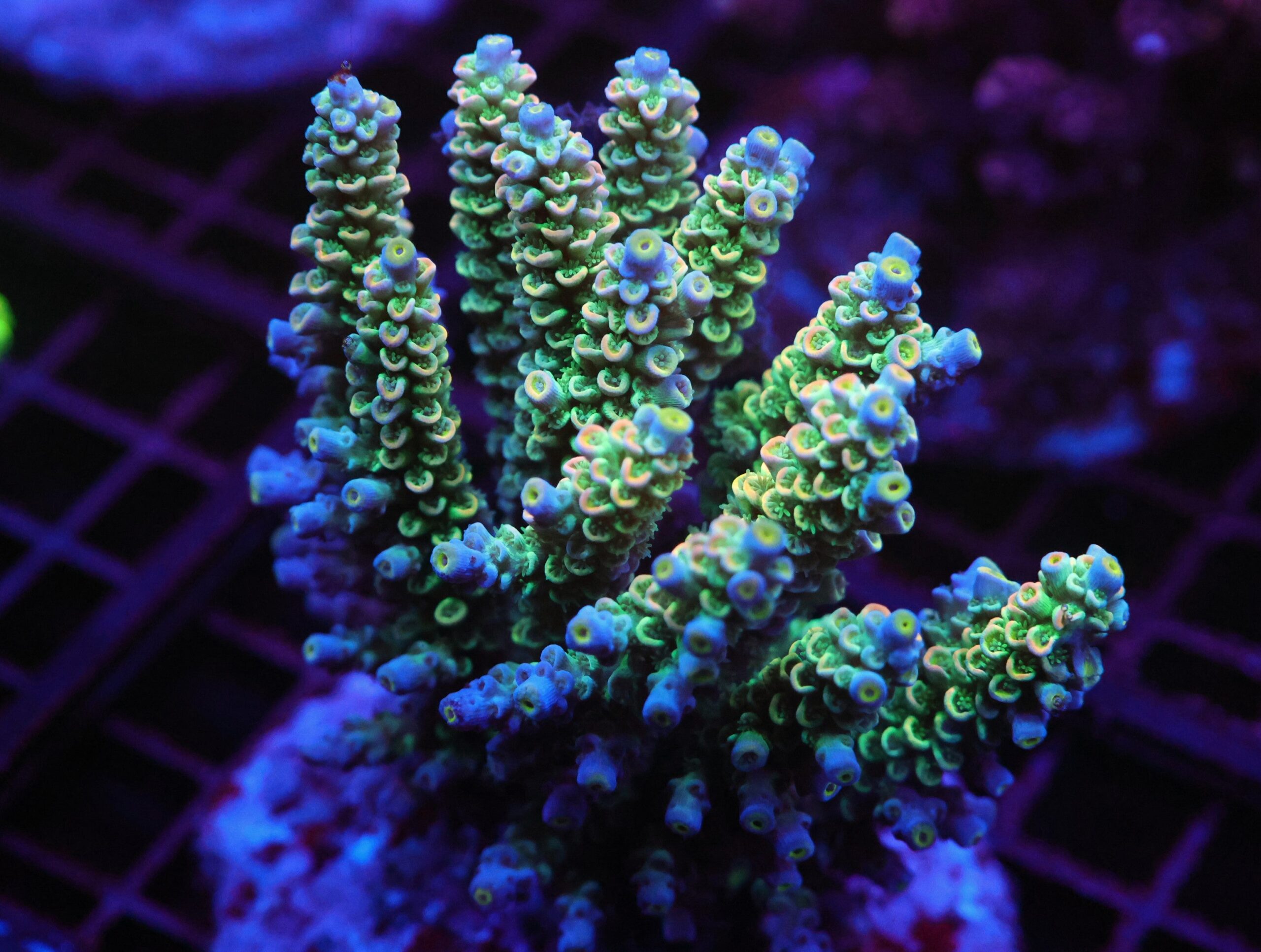 E67 - INDO ACRO RAINBOW TENUIS CULTURED XL