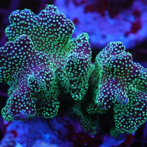 E68 - INDO STYLOPHORA MIDNIGHT FOREST CULTURED ML