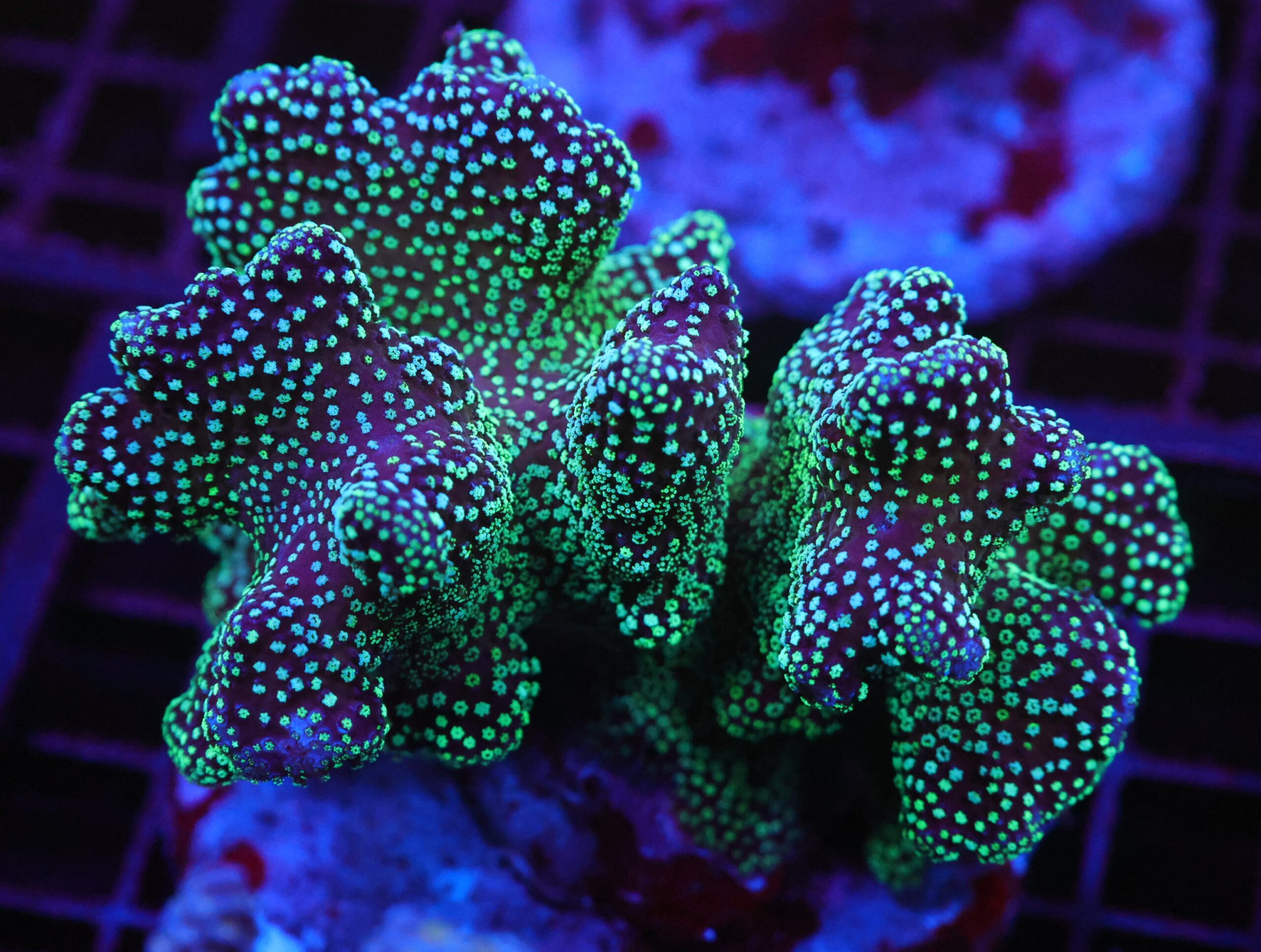 E68 - INDO STYLOPHORA MIDNIGHT FOREST CULTURED ML