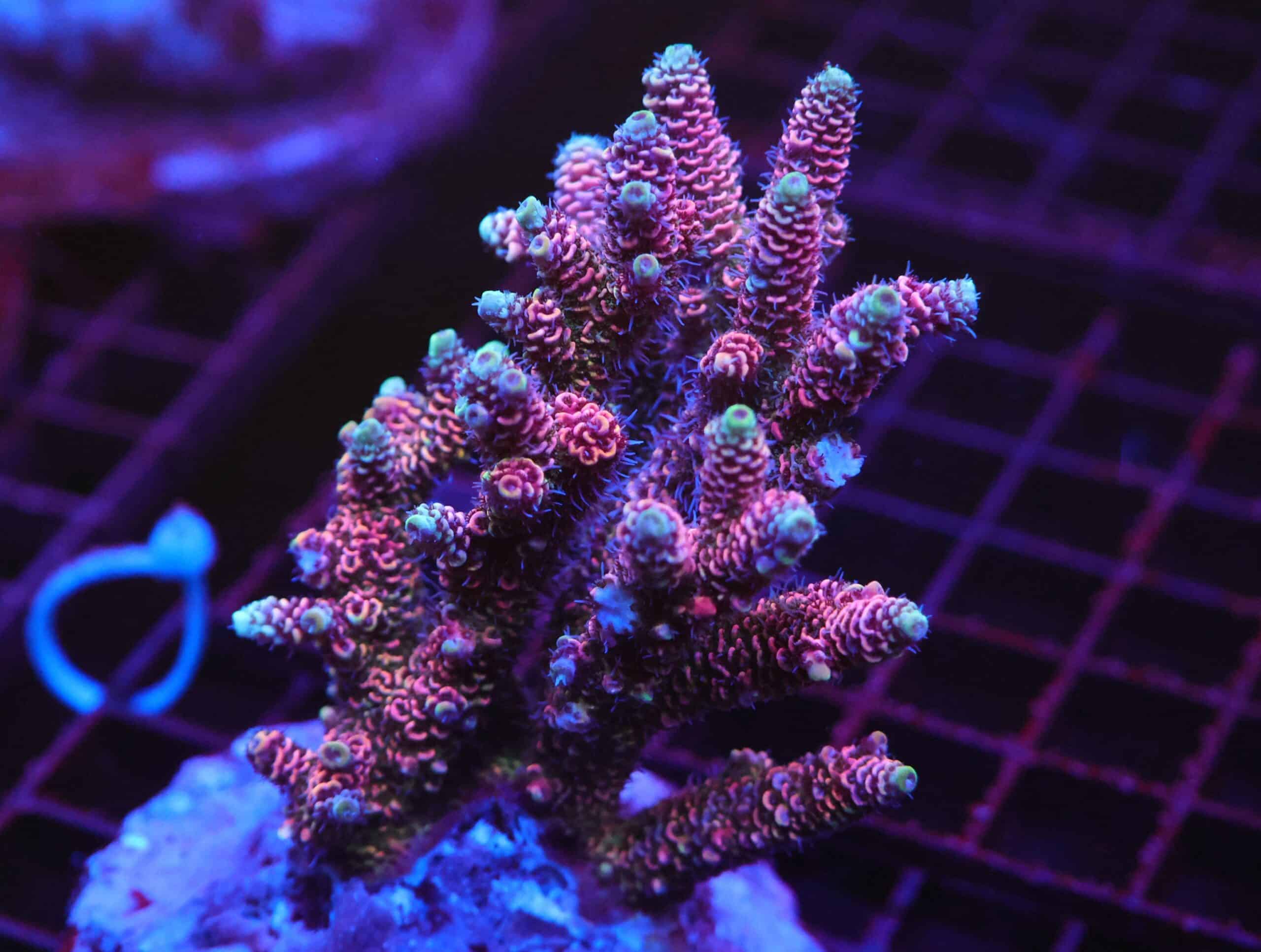 E71 - INDO ACRO HOT PINK MILLE CULTURED XL