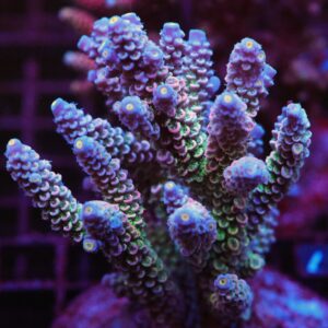 E77 - INDO ACRO RAINBOW TENUIS CULTURED LG