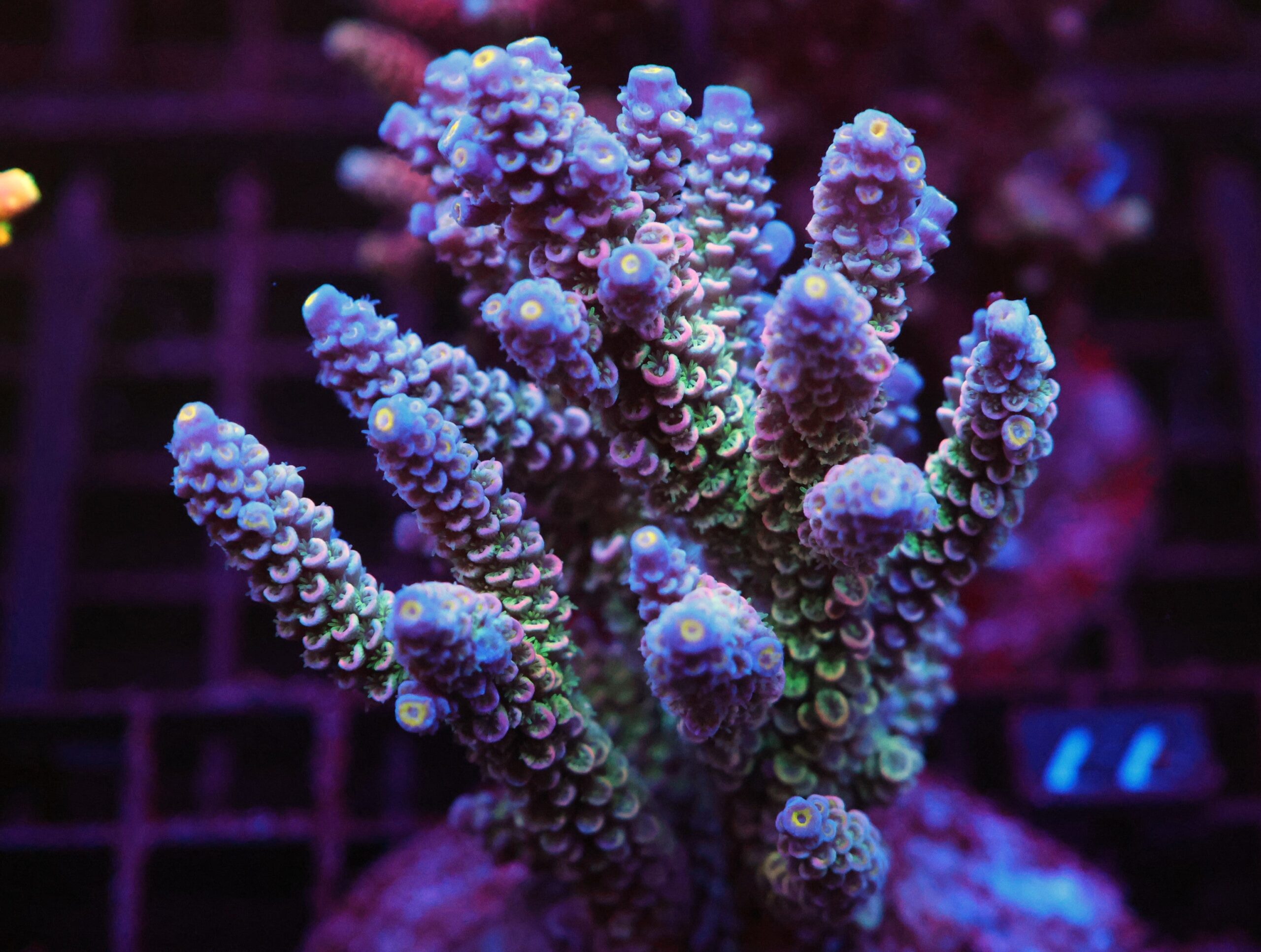 E77 - INDO ACRO RAINBOW TENUIS CULTURED LG