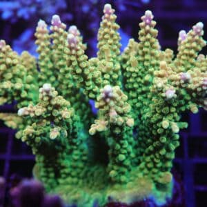 E78 - INDO ACRO PREMIUM CULTURED XL