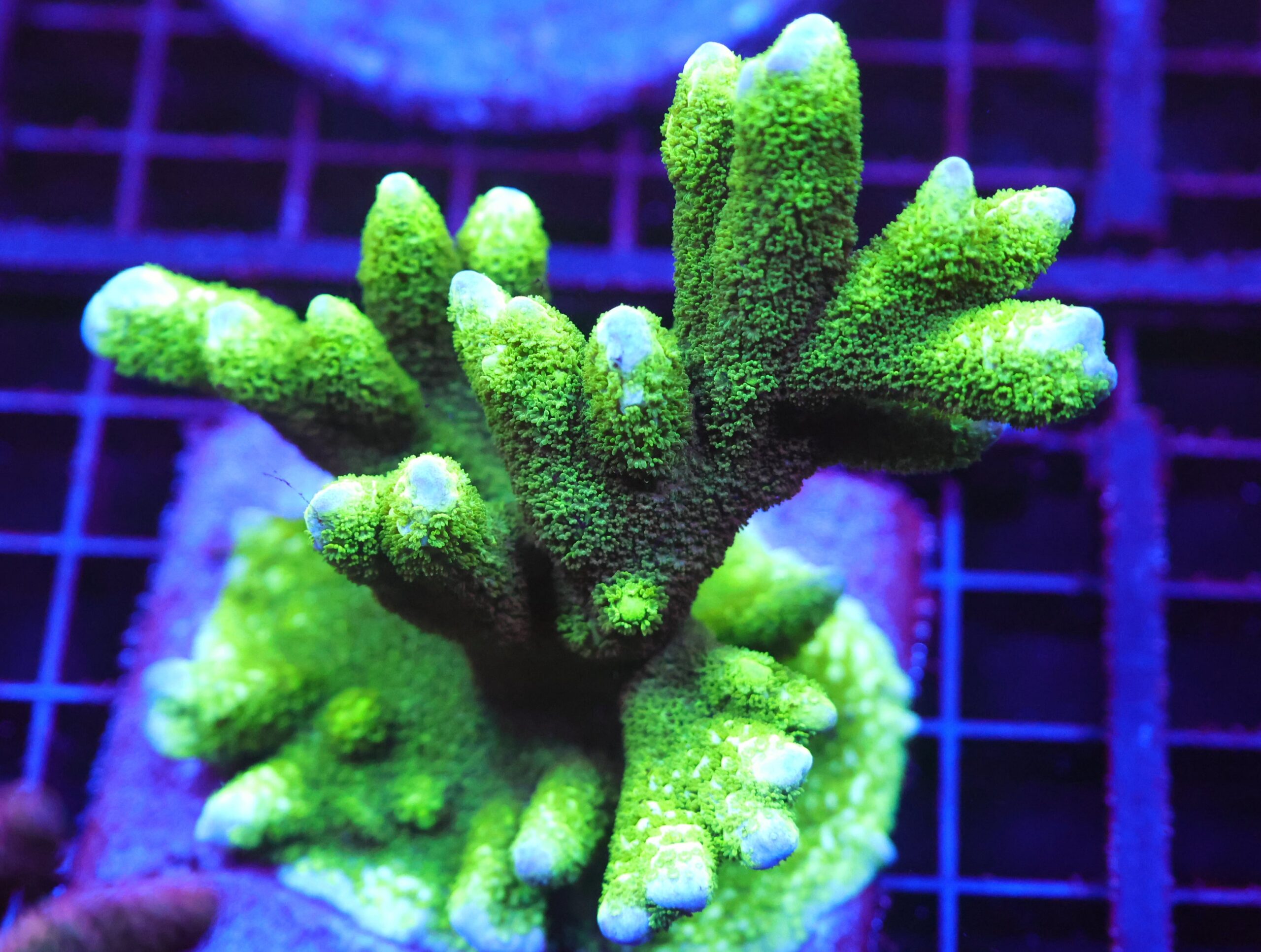 E84 - SDC BLACK FOREST MONTIPORA DIGI COLONY