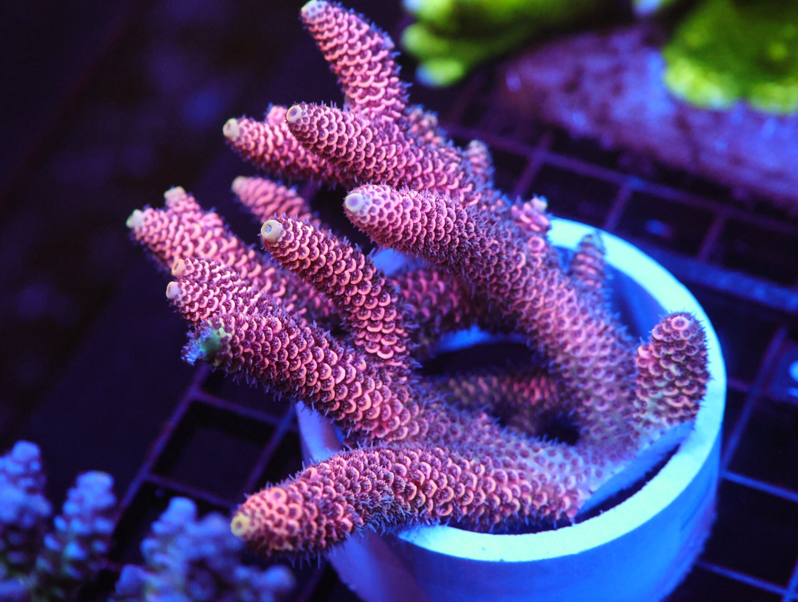 E85 - AUSSIE ACRO HOT PINK MILLE LG