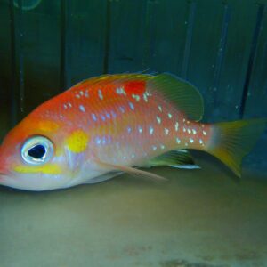 F04 - PEARL SPOTTED ANTHIAS SELENANTHIAS ANALIS 5.5 INCH PLUS
