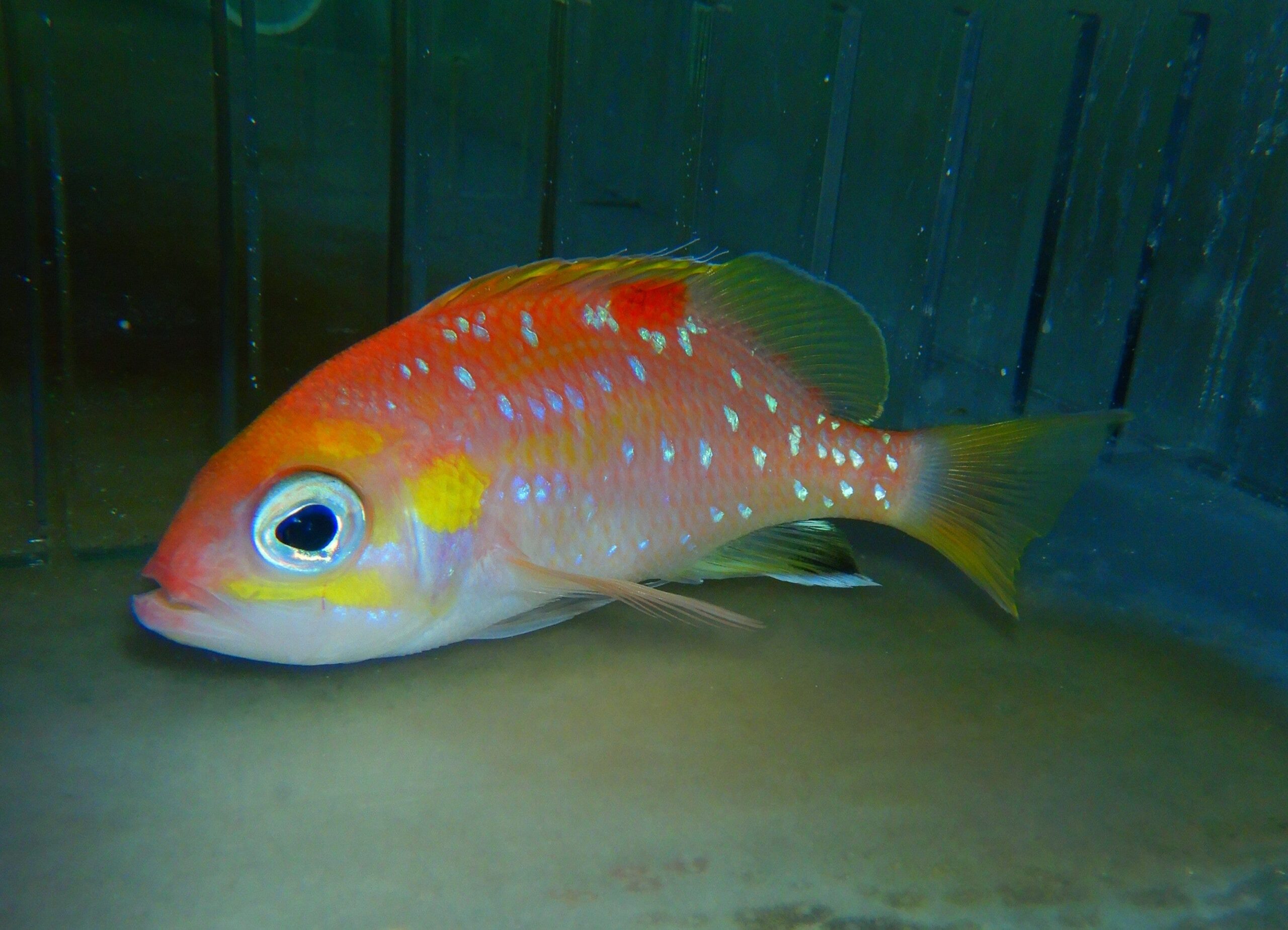 F04 - PEARL SPOTTED ANTHIAS SELENANTHIAS ANALIS 5.5 INCH PLUS