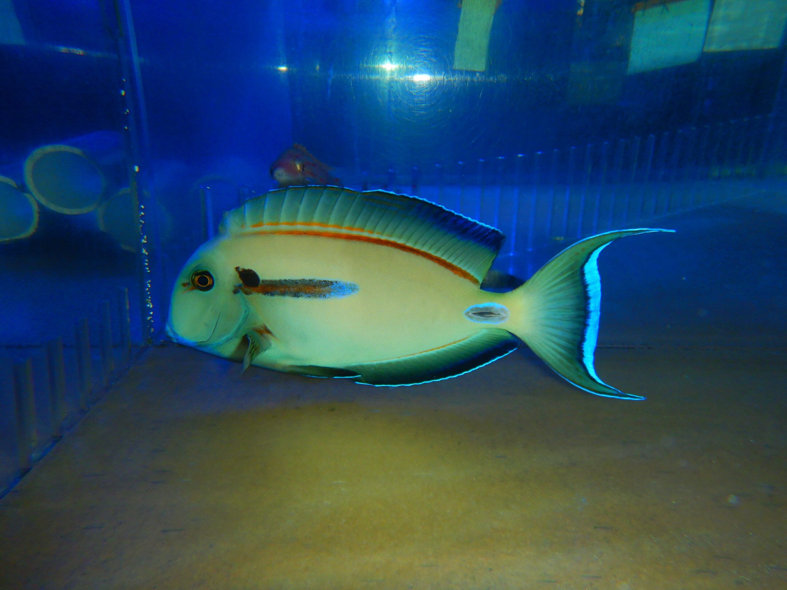 F07 - HYBRID TENNENTI ORANGE SHOULDER TANG 8 INCH PLUS