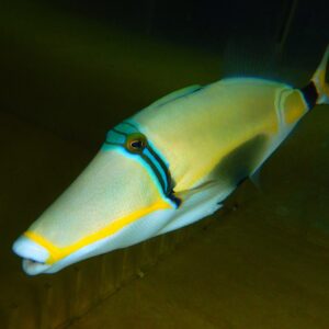 F18 - LUNULA TRIGGER 8 TO 10 INCH