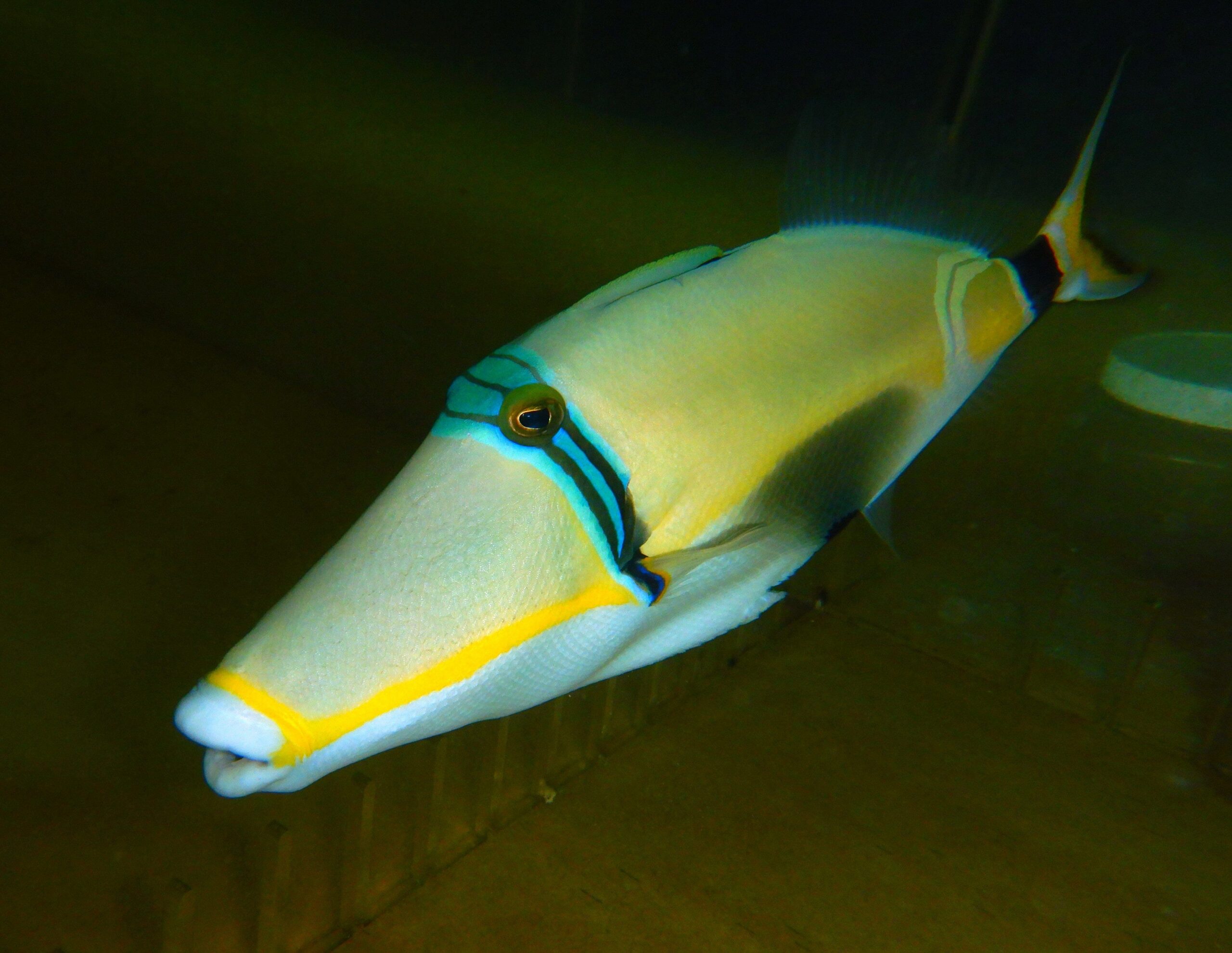 F18 - LUNULA TRIGGER 8 TO 10 INCH