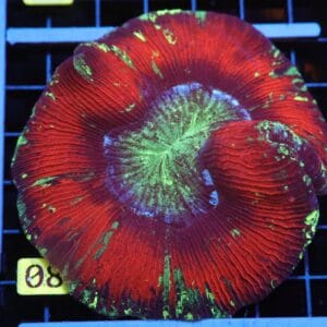 H08 - INDO NUCLEAR BLAST TRACHY