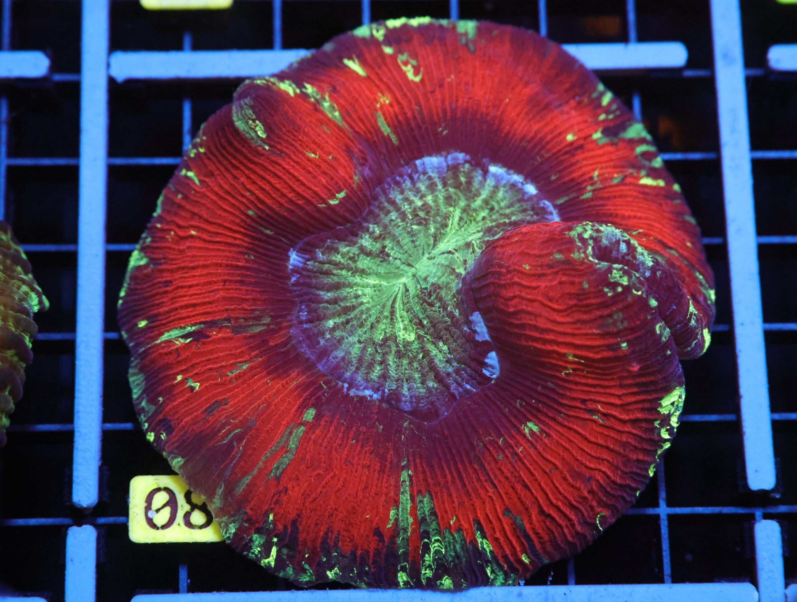 H08 - INDO NUCLEAR BLAST TRACHY