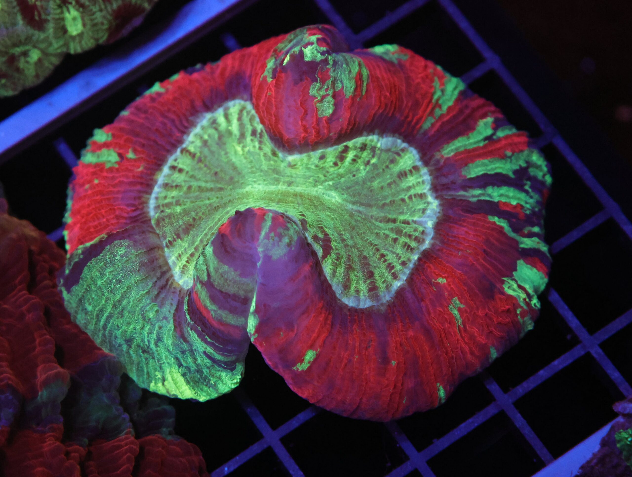 H105 - INDO NUCLEAR BLAST TRACHY