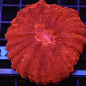 H112 - INDO RUBY RED CYNARINA