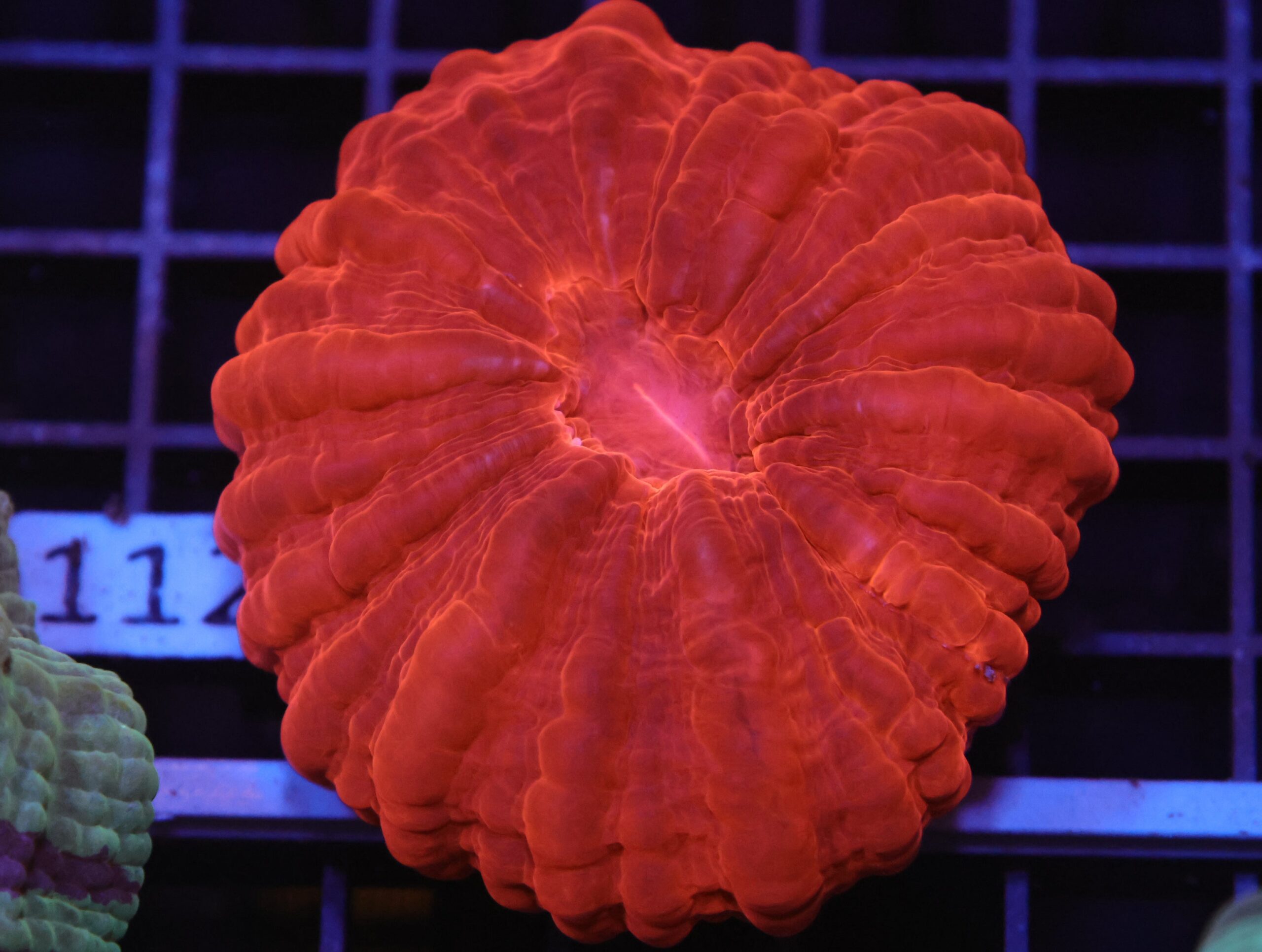 H112 - INDO RUBY RED CYNARINA