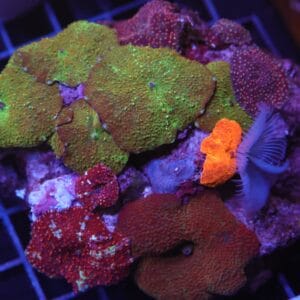 H115 - ULTRA DISCO MUSHROOM COMBO