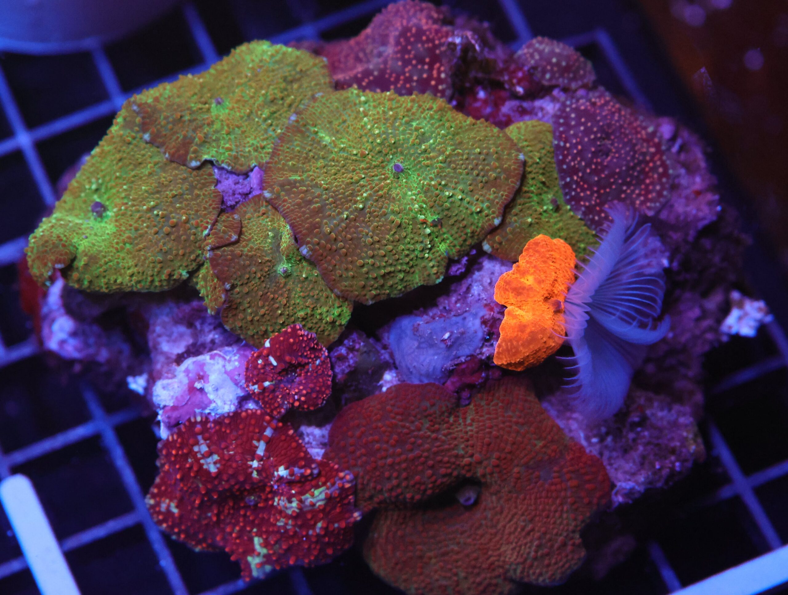 H115 - ULTRA DISCO MUSHROOM COMBO