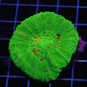 H122 - AUSSIE BLEEDING APPLE SCOLYMIA AUSTRALIS