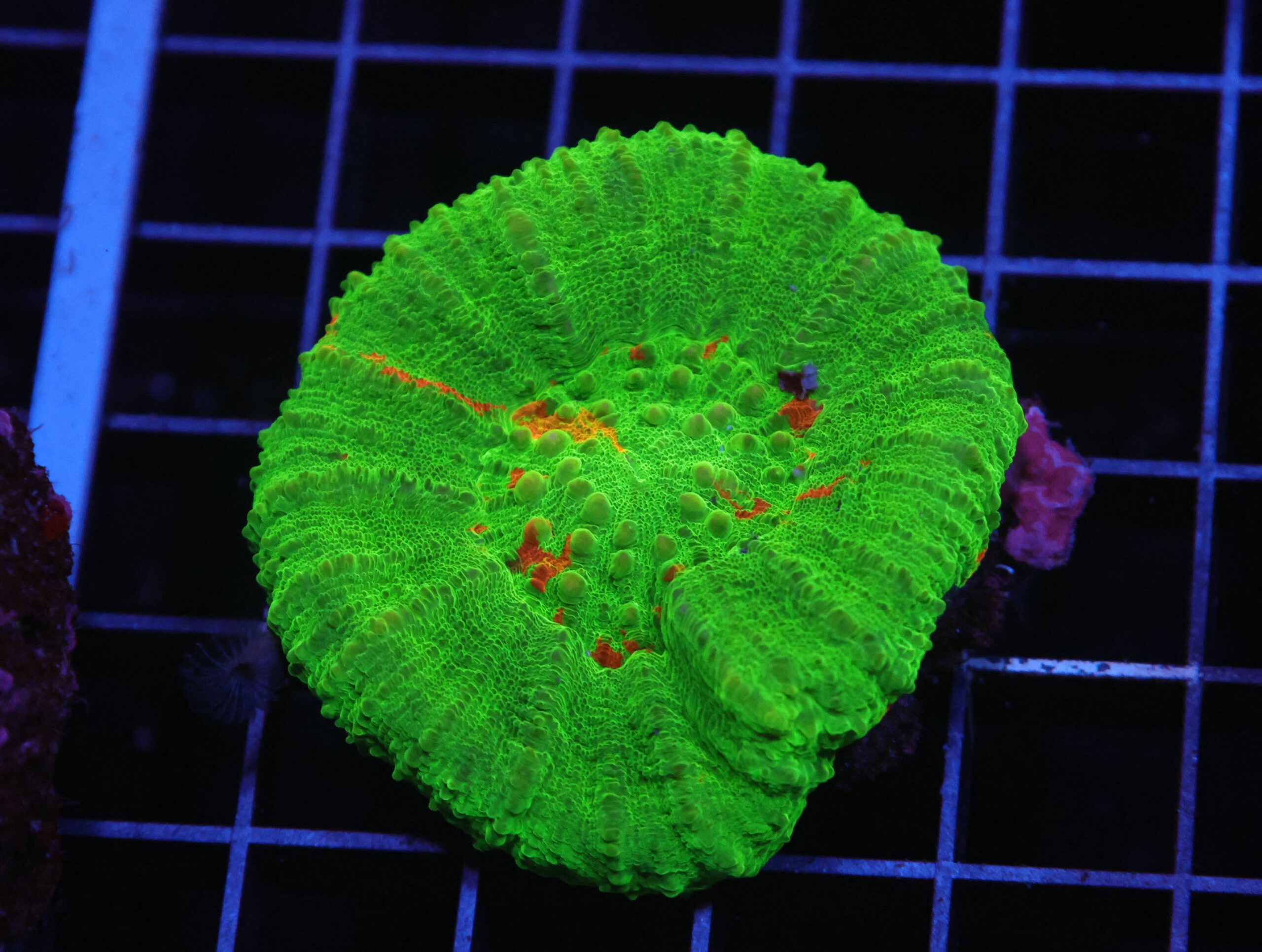 H122 - AUSSIE BLEEDING APPLE SCOLYMIA AUSTRALIS