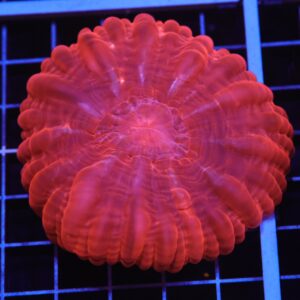 H127 - INDO RUBY RED CYNARINA