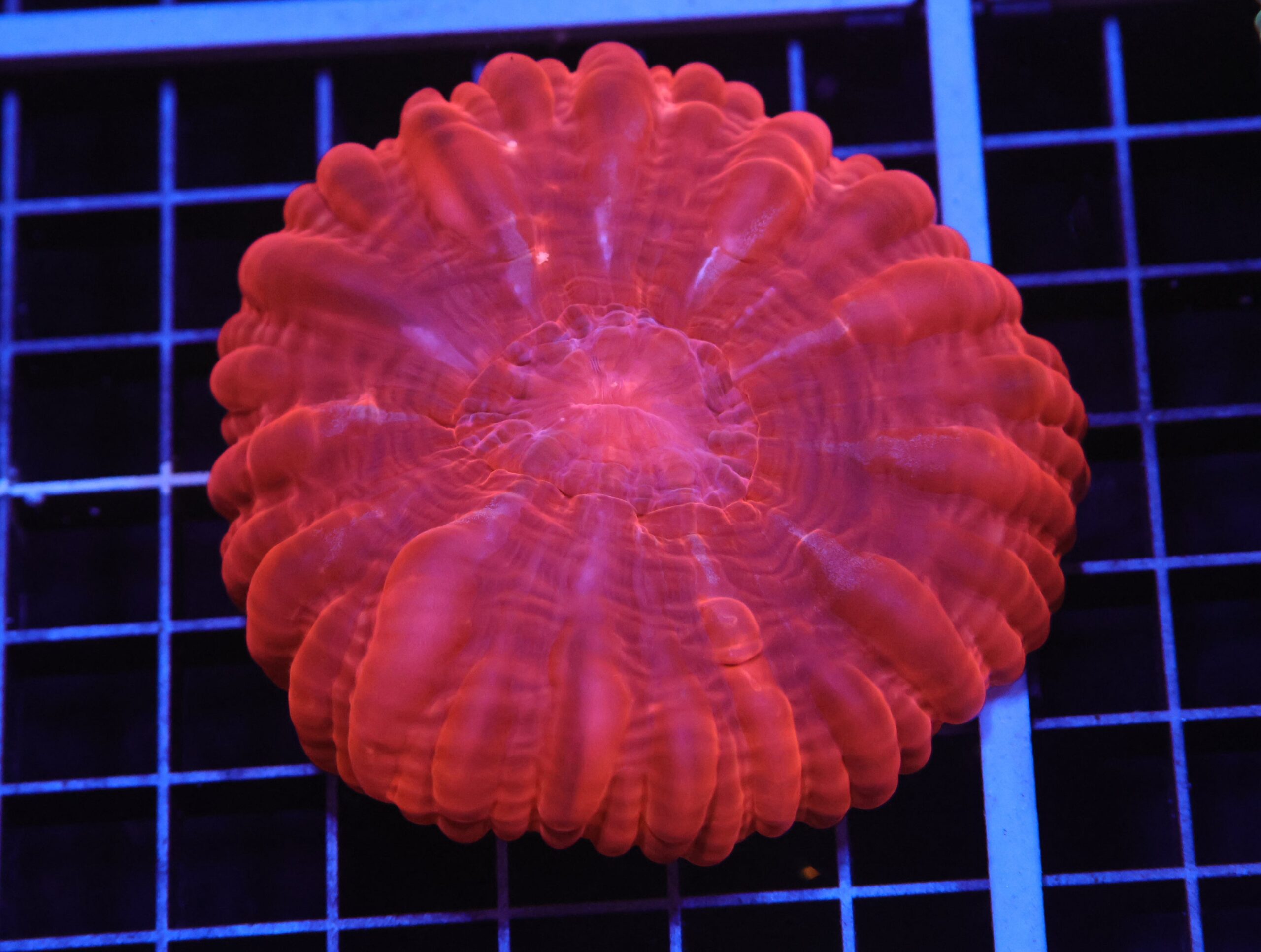 H127 - INDO RUBY RED CYNARINA