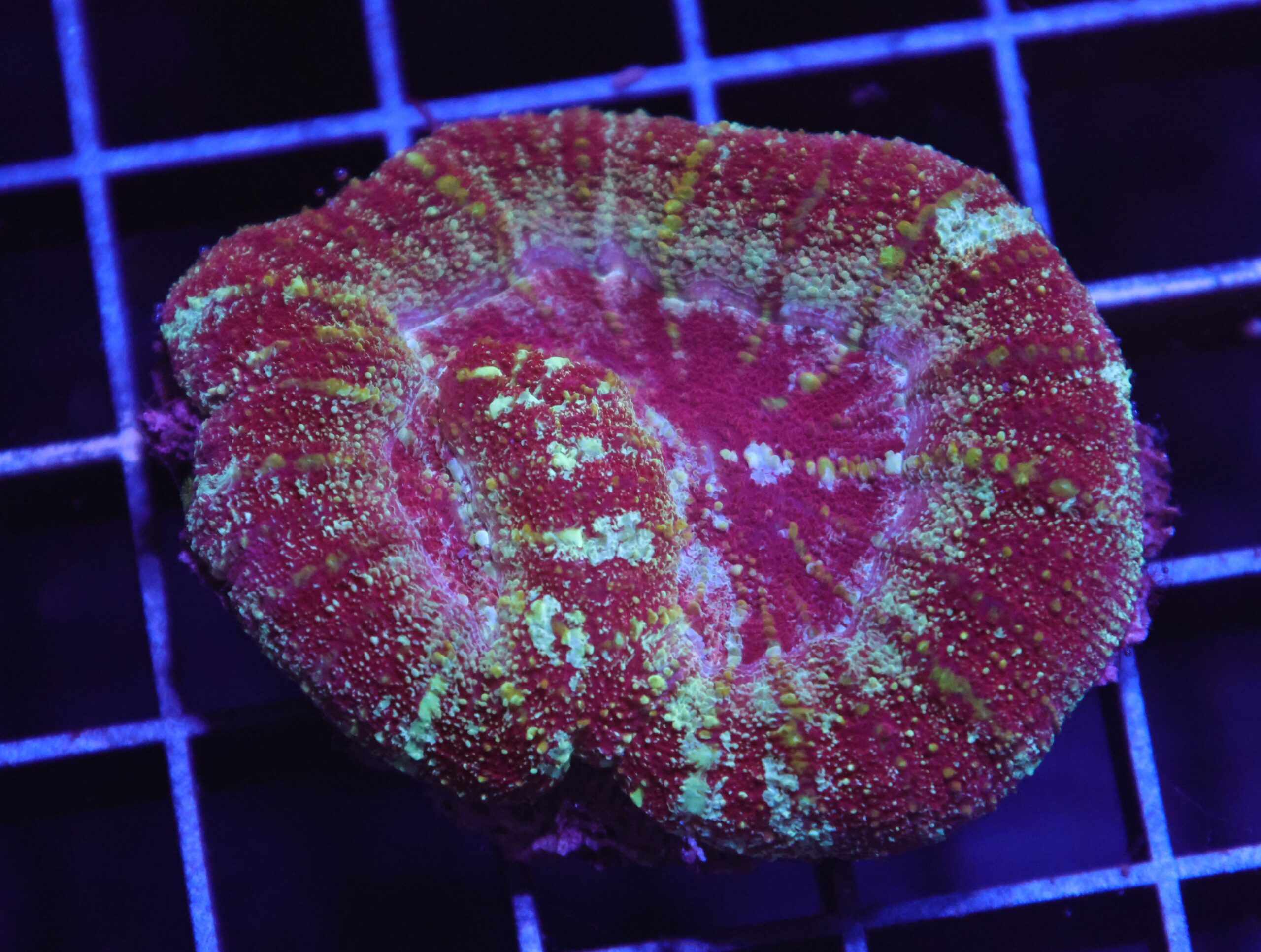 H129 - INDO MAROON MADNESS ACAN MAXIMA