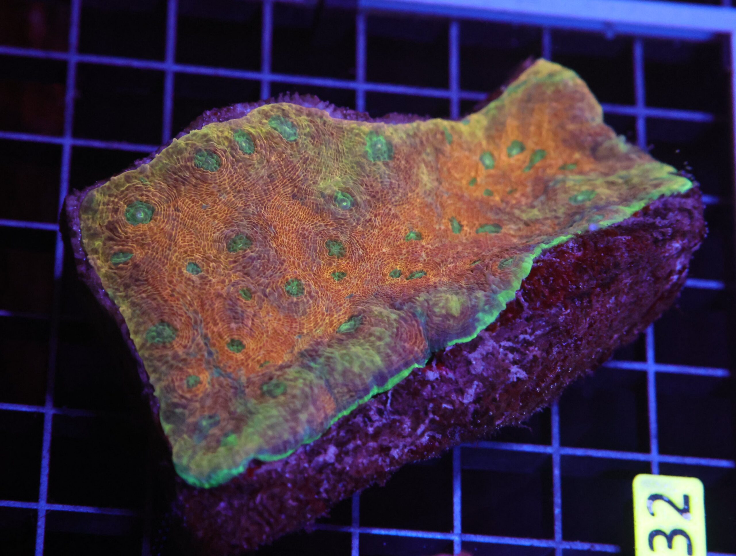 H132 - INDO ORANGE CRUSH ACAN ECHINATA