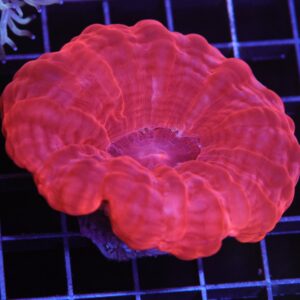 H133 - INDO RUBY RED CYNARINA