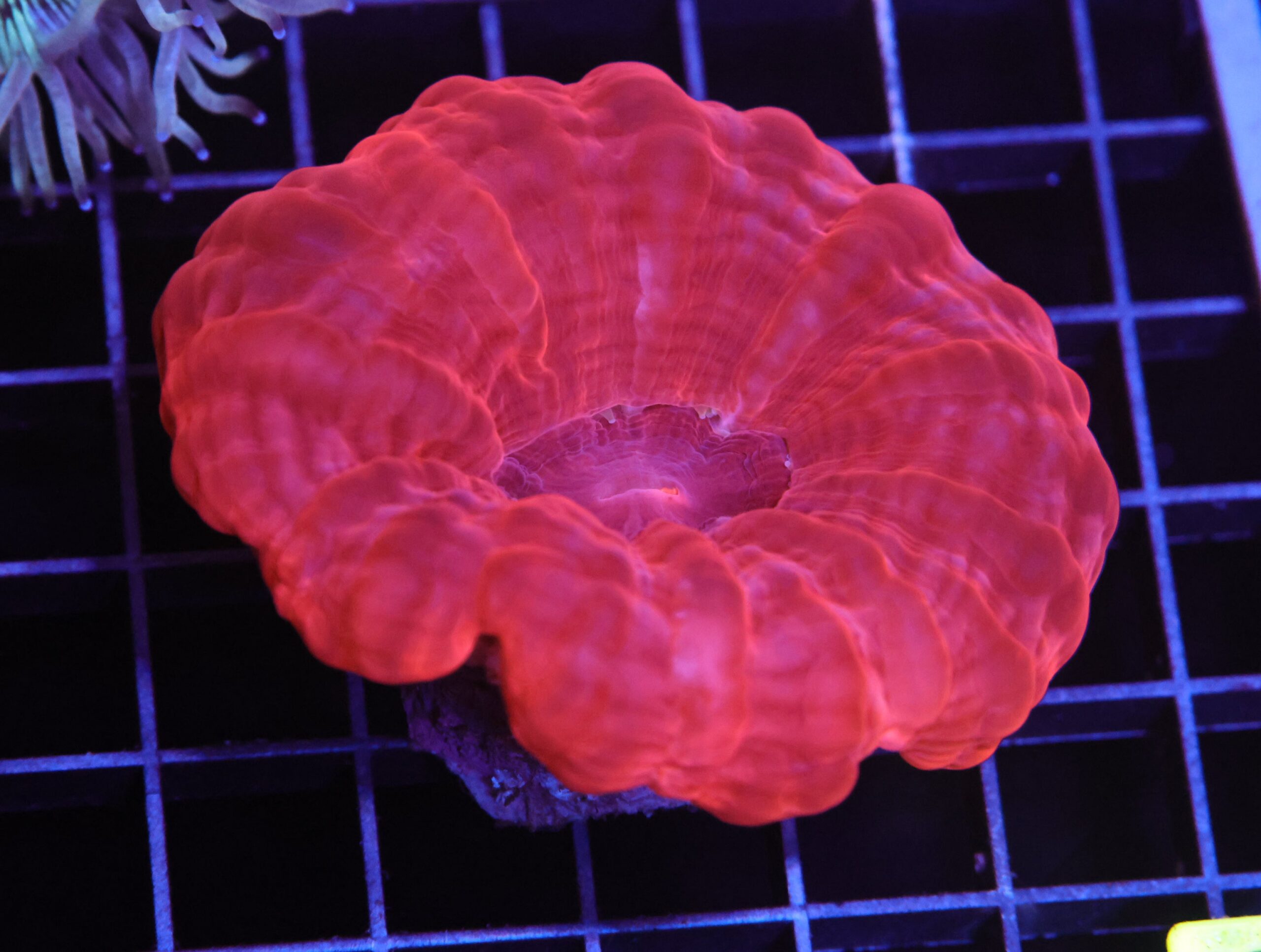 H133 - INDO RUBY RED CYNARINA