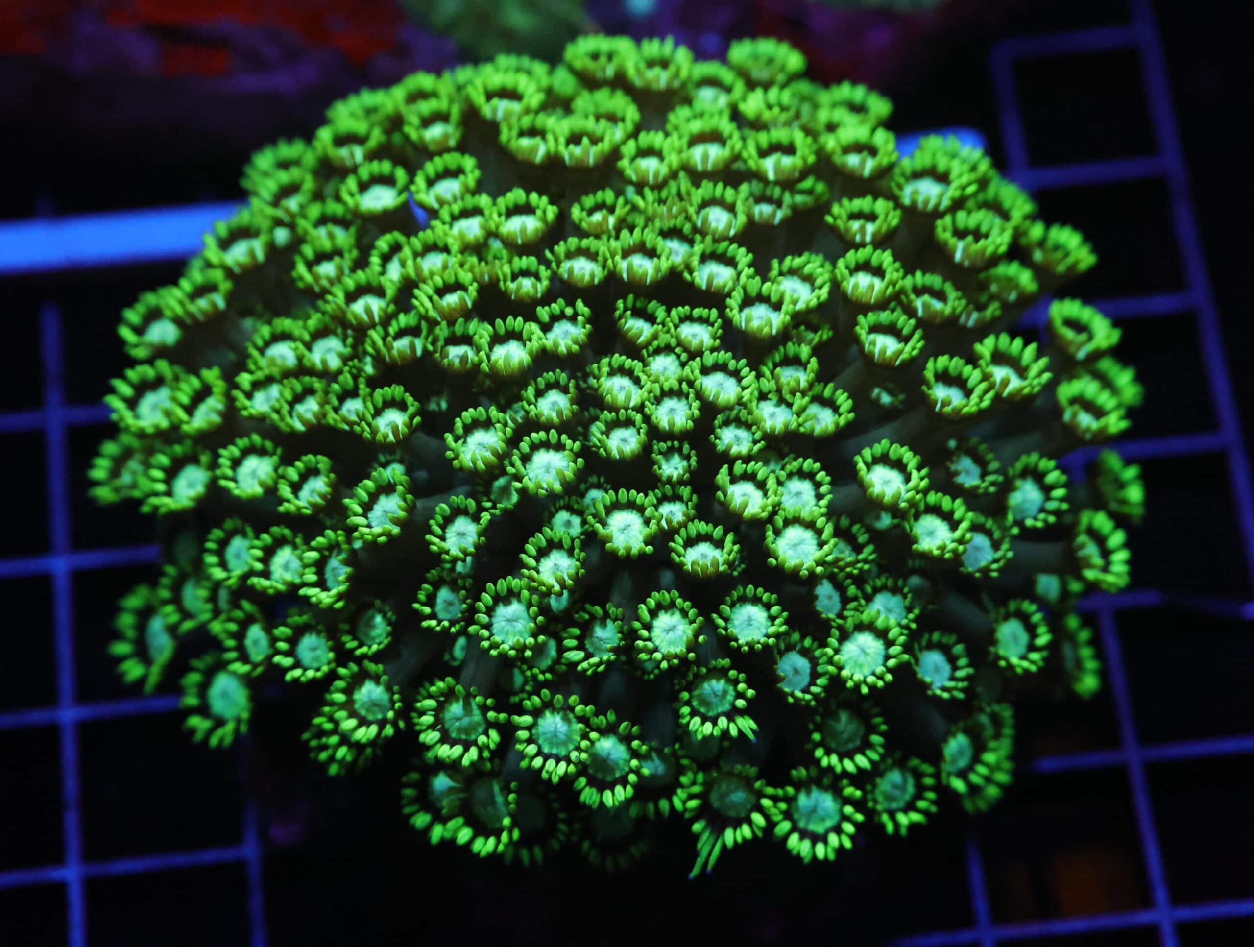 H15 - INDO TOXIC GREEN GONIOPORA