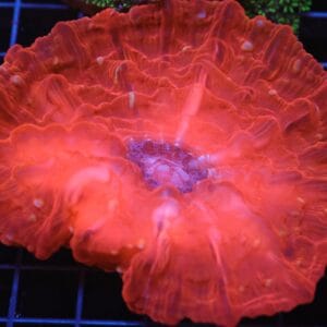 H28 - INDO RUBY RED CYNARINA