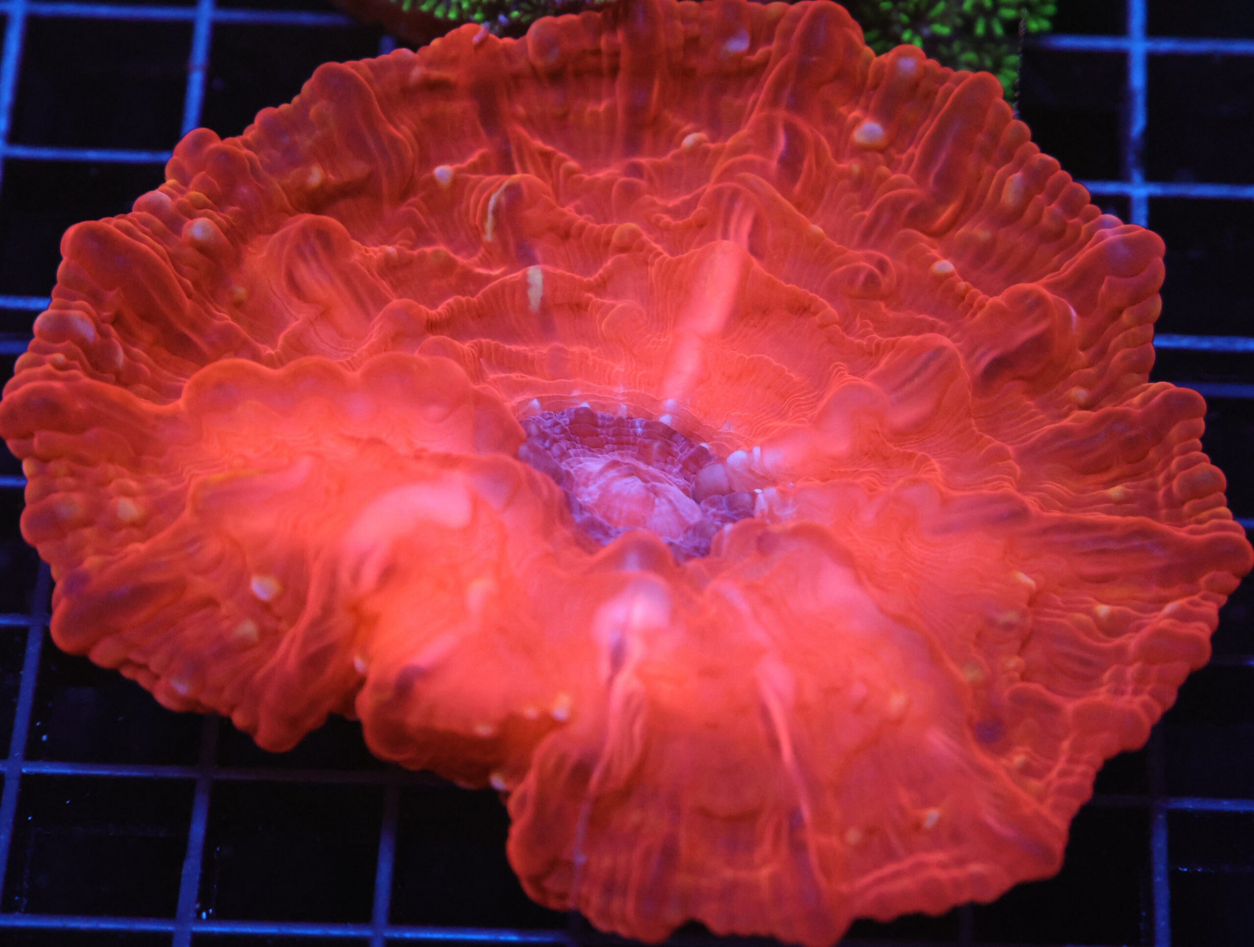 H28 - INDO RUBY RED CYNARINA