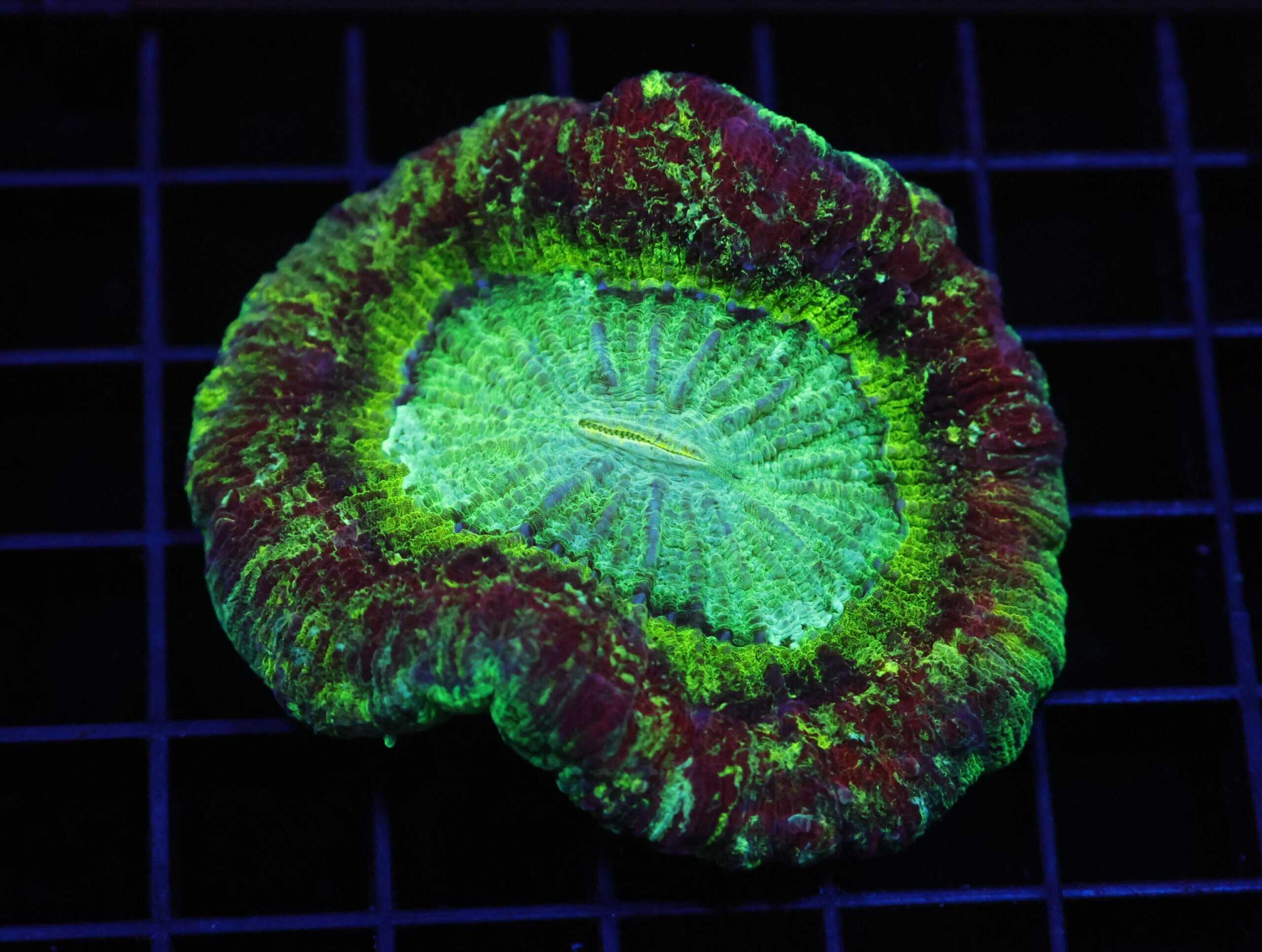 H35 - INDO NUCLEAR BLAST TRACHY