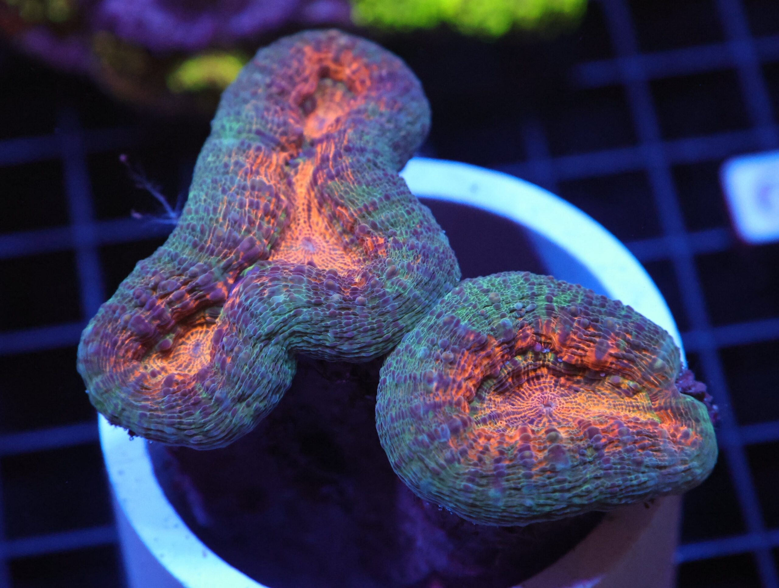 H39 - INDO ORANGE CORE LOBO