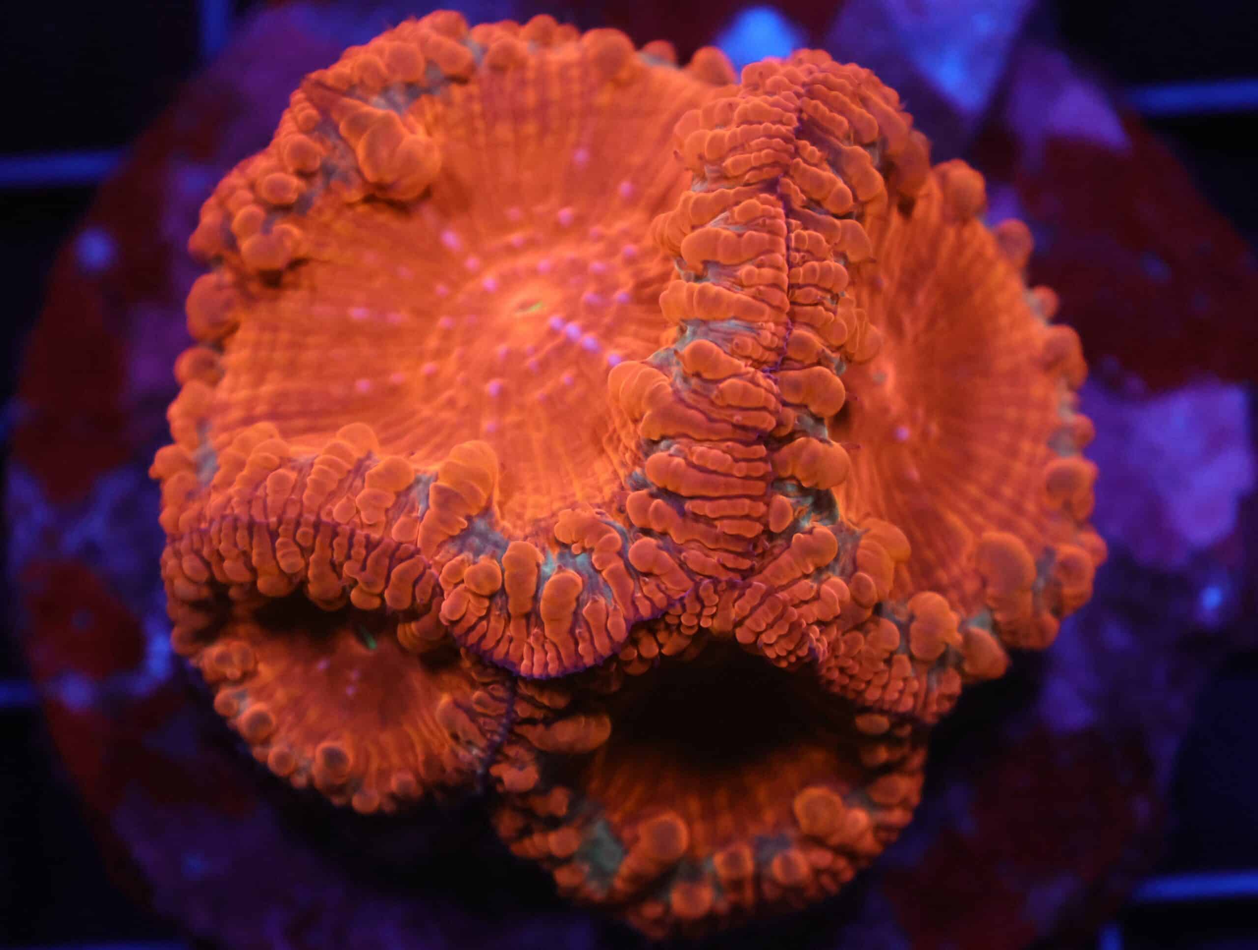 H40 - INDO RUBY RED BLASTO